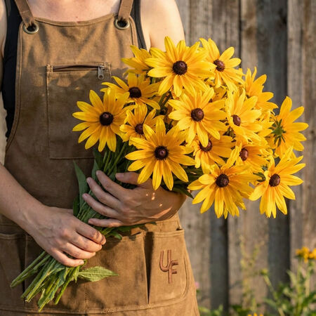 Indian Summer, Rudbeckia Seeds - Packet image number null